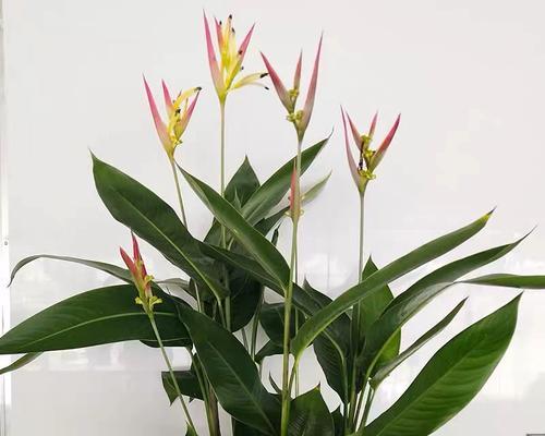 哪些高颜值植物能有效净化甲醛？