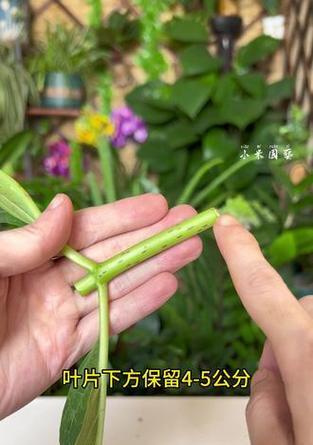 如何快速学会扦插？家庭养花知识分享？