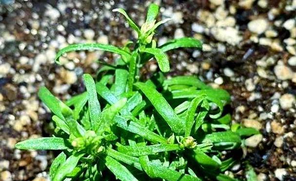 满天星种植与养护指南是什么？