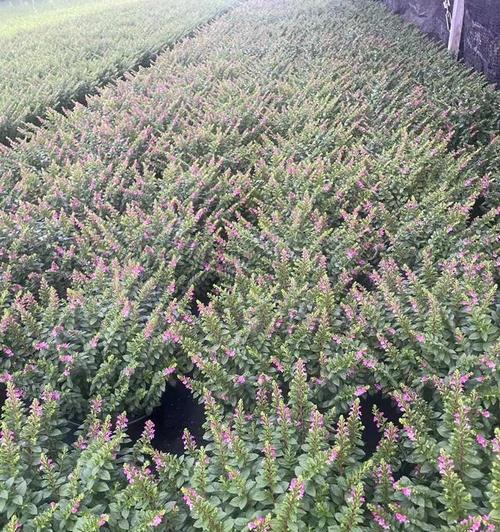 满天星种植与养护指南是什么？