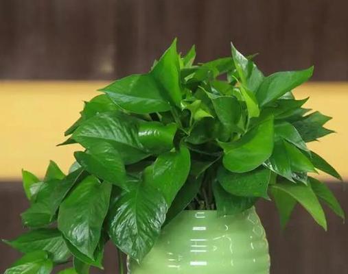 花卉观花植物有哪些推荐？