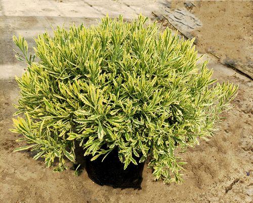花卉观花植物有哪些推荐？