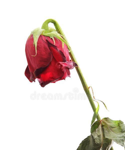 枯萎玫瑰花的复原方法是什么？