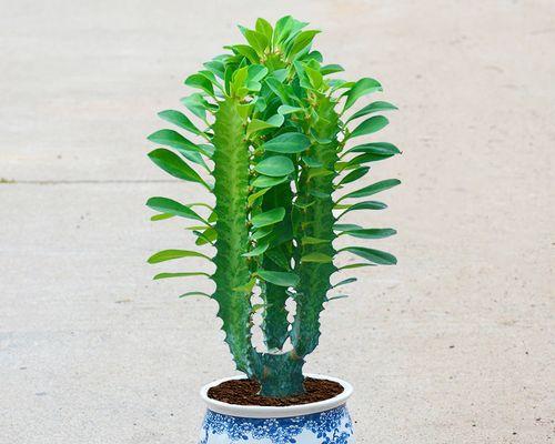 仙人掌盆栽药材的养殖技巧是什么？