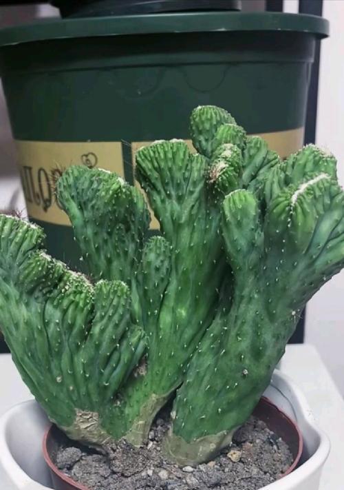 仙人掌盆栽药材的养殖技巧是什么？
