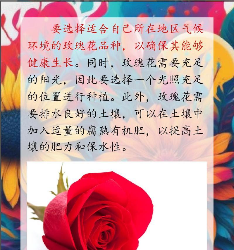 如何种植玫瑰花才能使其花朵更大？