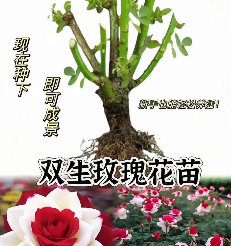 如何种植玫瑰花才能使其花朵更大？