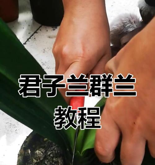 君子兰换土去根部发芽的正确步骤是什么？