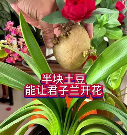 君子兰花的种植方法有哪些？