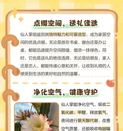如何选择合适的花盆和仙人掌购买？