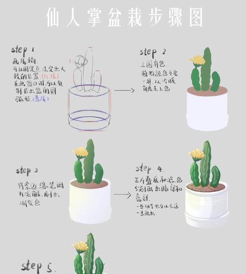 如何选择合适的花盆和仙人掌购买？