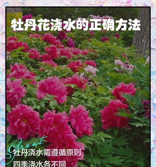 牡丹花插枝发芽的技巧是什么？