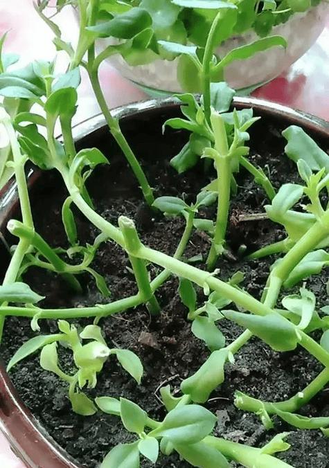 牡丹花插枝发芽的技巧是什么？
