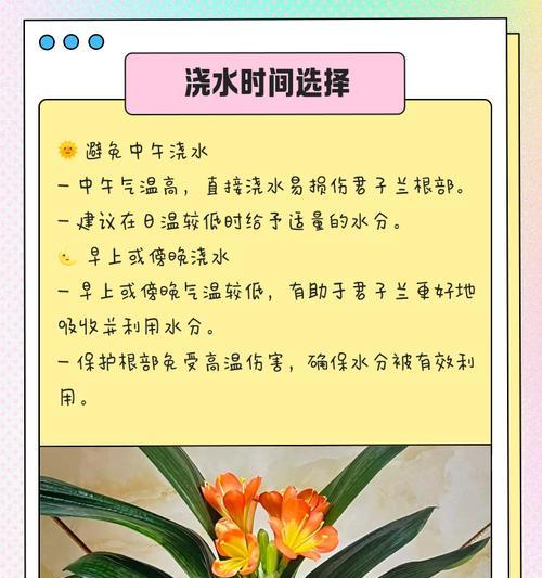 君子兰土的正确浇水方法是什么？