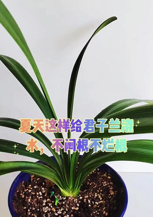 君子兰土的正确浇水方法是什么？