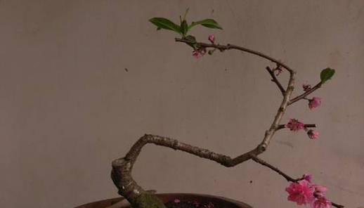 香兰叶仙人球的养护要点有哪些？