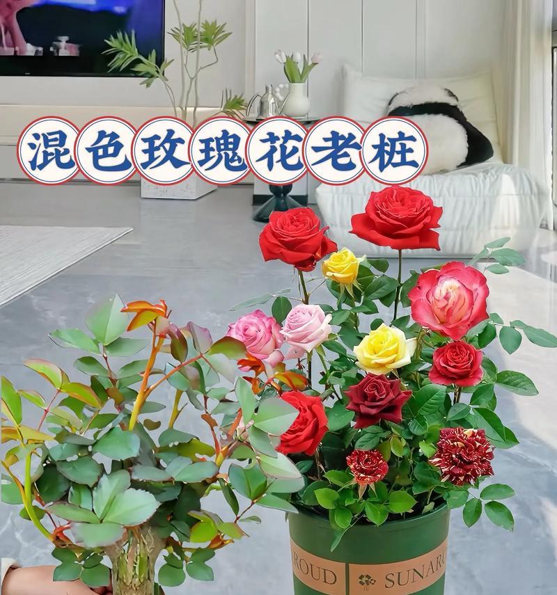 如何种植出美丽的玫瑰花？