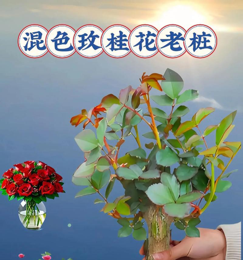 如何种植出美丽的玫瑰花？