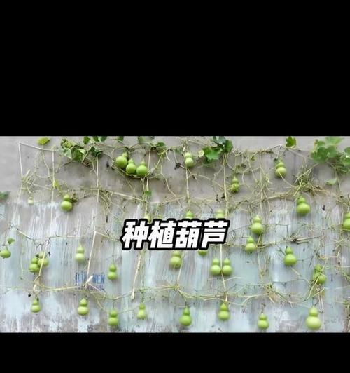 仙人掌糖果葫芦的种植方法是什么？