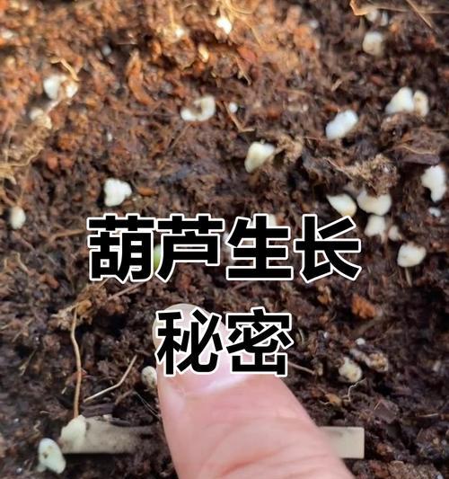 仙人掌糖果葫芦的种植方法是什么？