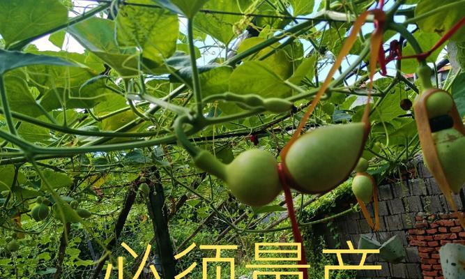 仙人掌糖果葫芦的种植方法是什么？