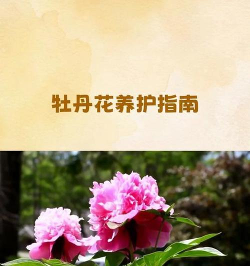 去年购买的重瓣牡丹花养护方法是什么？