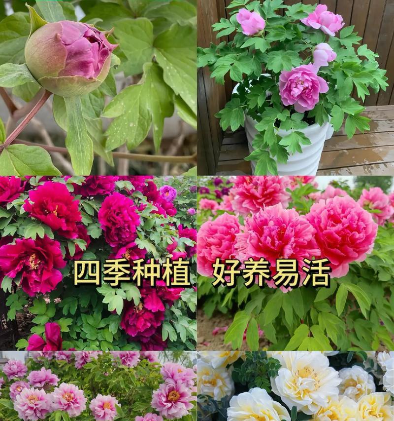 去年购买的重瓣牡丹花养护方法是什么？