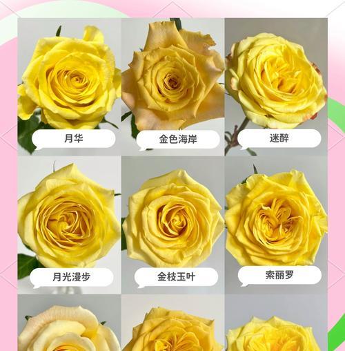 黄金玫瑰花属于哪种品种？