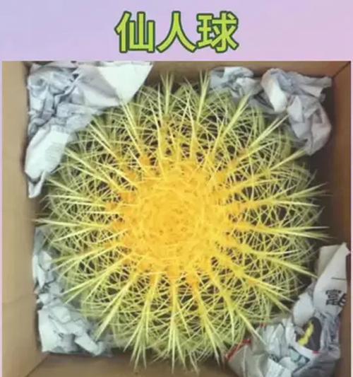 如何正确种植仙人球盆景？