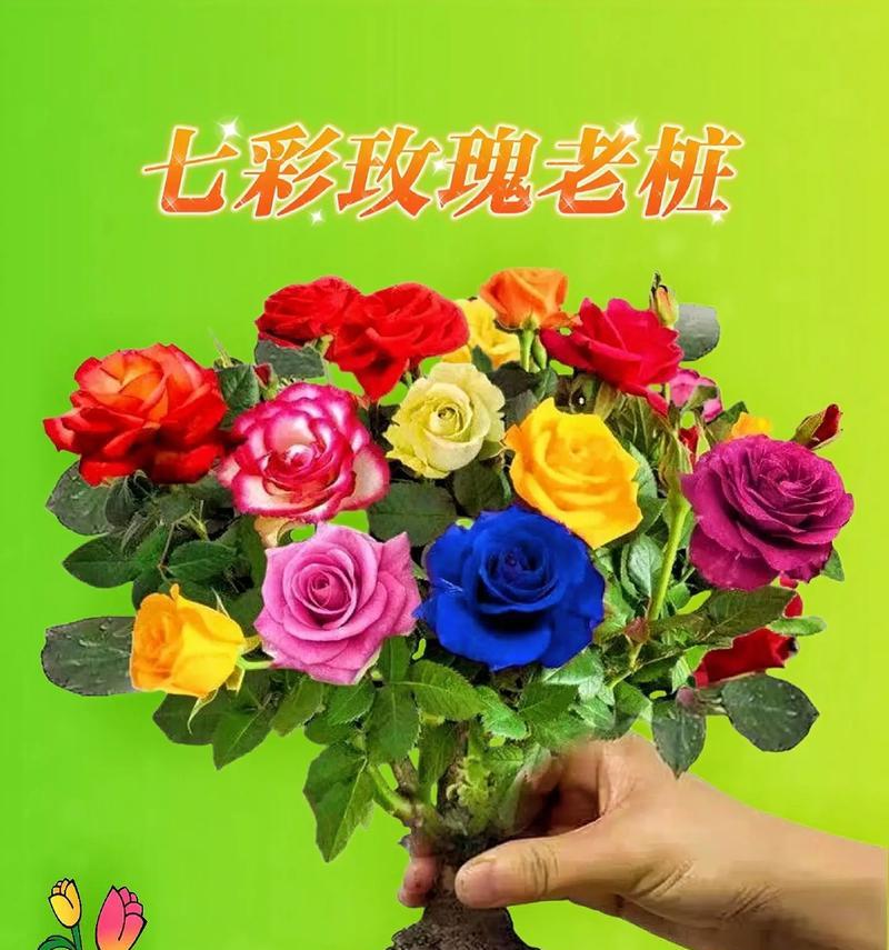 如何用植物制作玫瑰花？