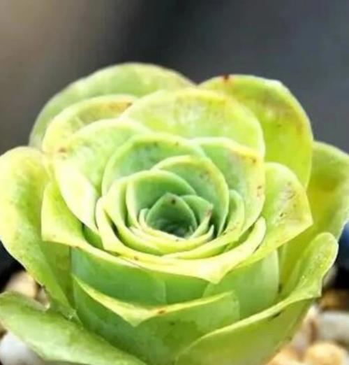 如何用植物制作玫瑰花？