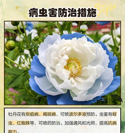 牡丹花的正确浇水方法是什么？