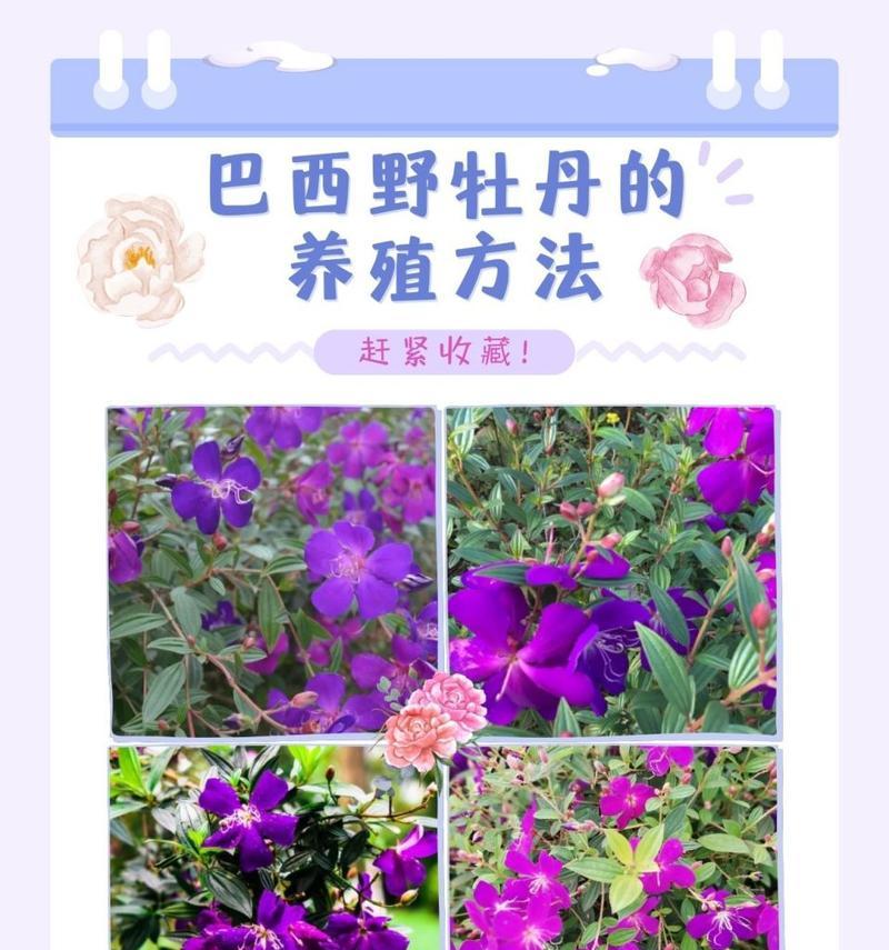 牡丹花的正确浇水方法是什么？
