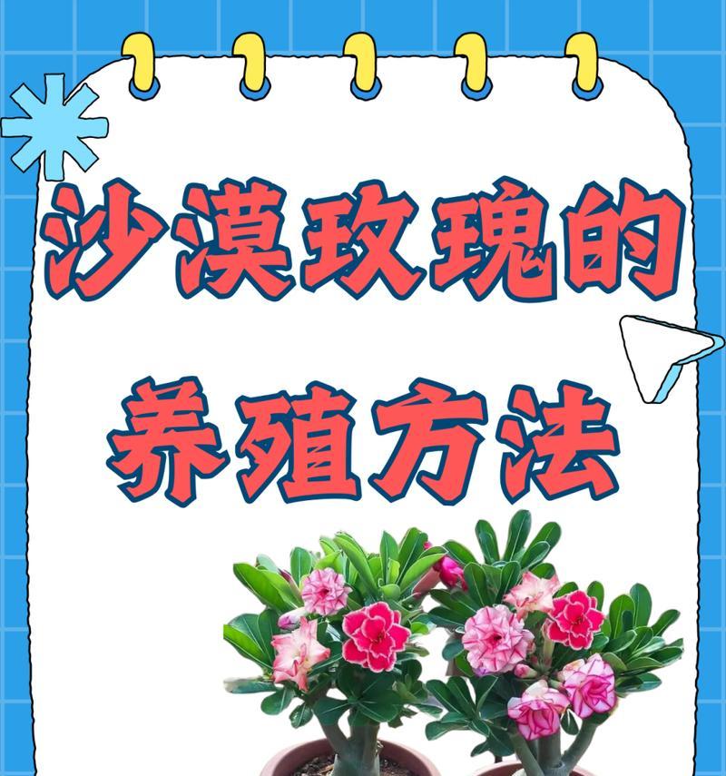 玫瑰花干枯后如何进行养护？