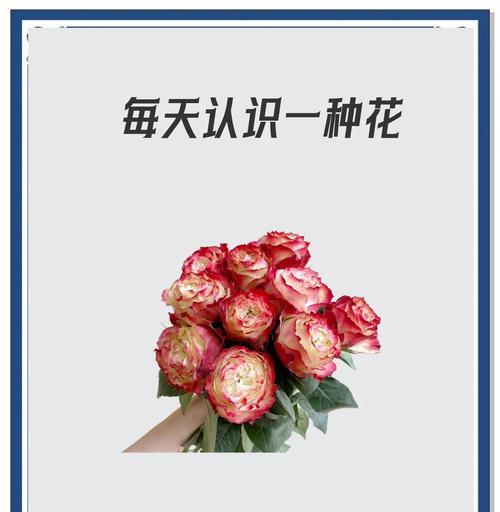玫瑰花干枯后如何进行养护？