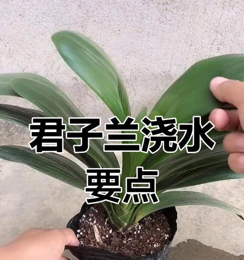 盆栽君子兰的养护与浇水技巧是什么？