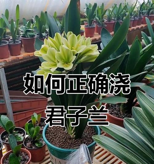 盆栽君子兰的养护与浇水技巧是什么？