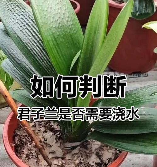 盆栽君子兰的养护与浇水技巧是什么？