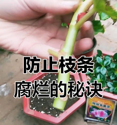 如何剪插新鲜玫瑰花？