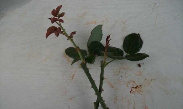 玫瑰花包叶花的养殖方法是什么？
