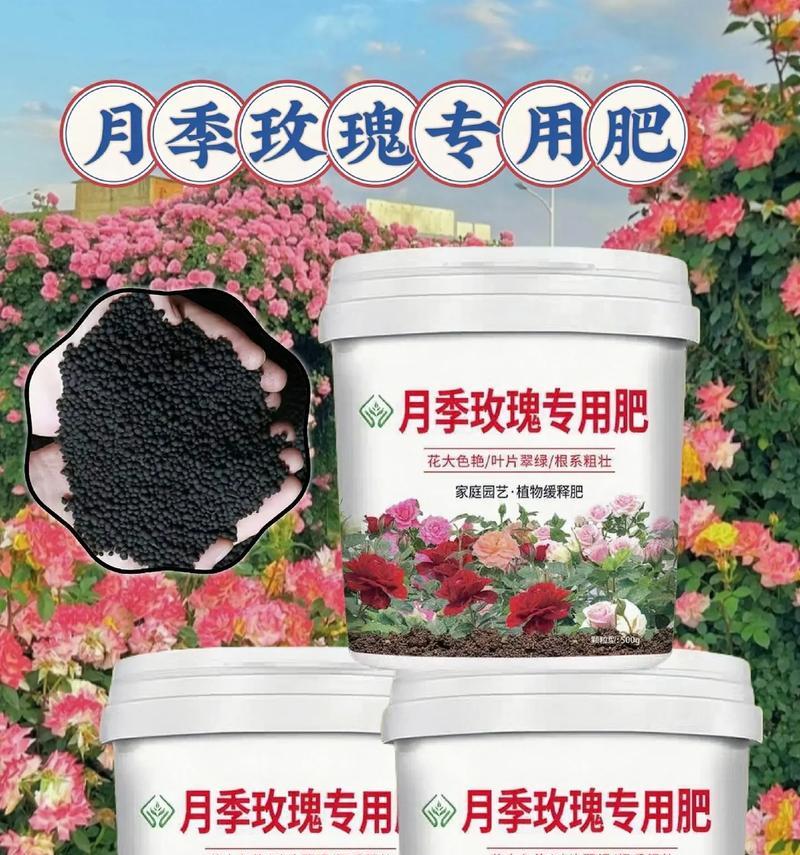 玫瑰花包叶花的养殖方法是什么？