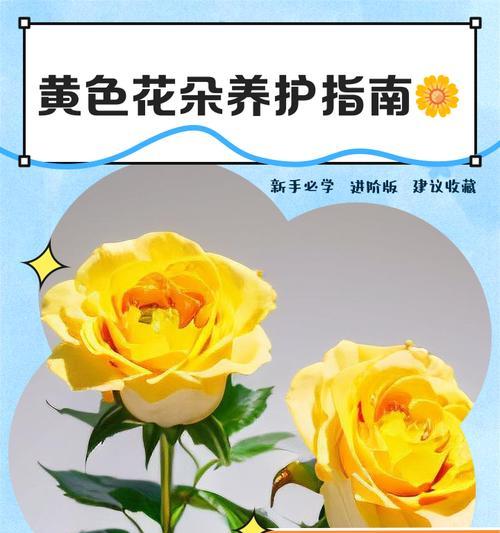 玫瑰花包叶花的养殖方法是什么？