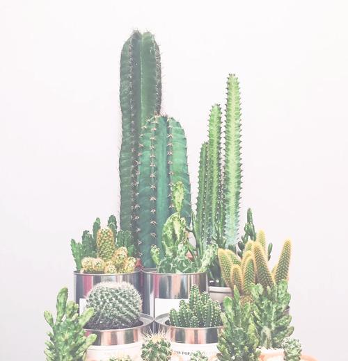 白仙人掌植物的养护和浇水技巧有哪些？