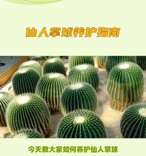 白仙人掌植物的养护和浇水技巧有哪些？