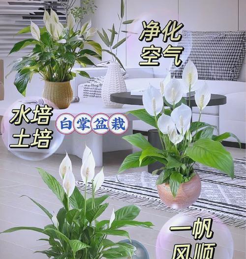 白仙人掌植物的养护和浇水技巧有哪些？