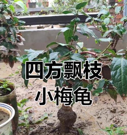 如何为种植的玫瑰花打造完美造型？