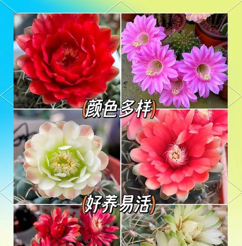 花管家仙人球的养殖方法和注意事项是什么？