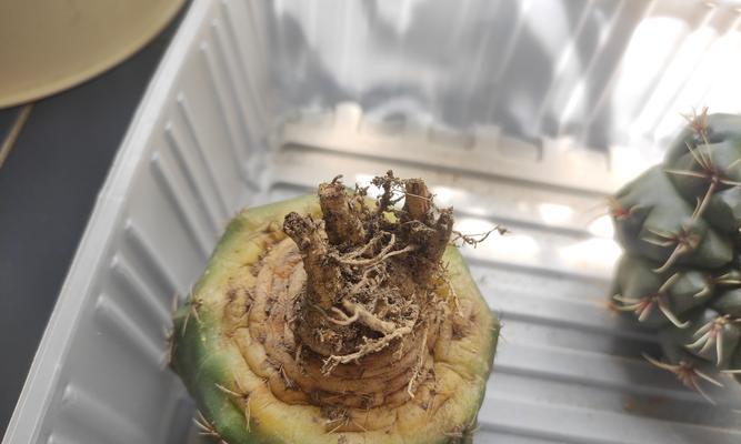 花管家仙人球的养殖方法和注意事项是什么？