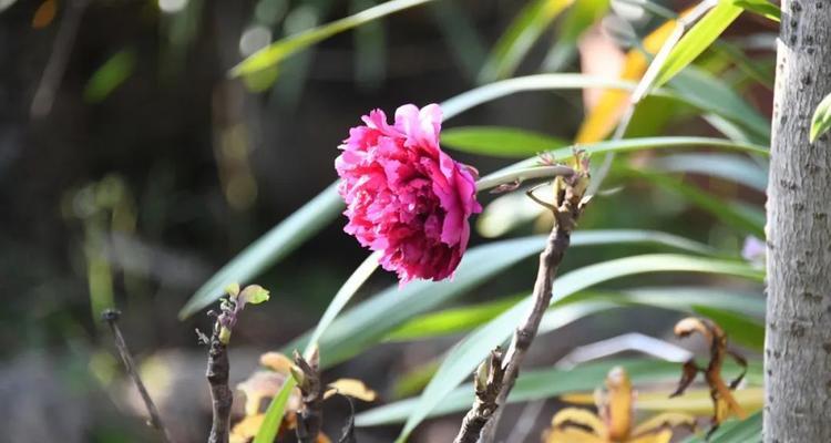 牡丹花在寒冷天气下如何进行养护？