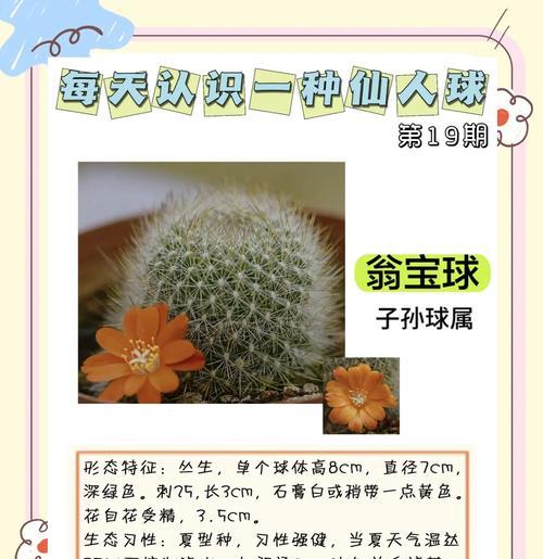 龙牙仙人球的养护要求有哪些？